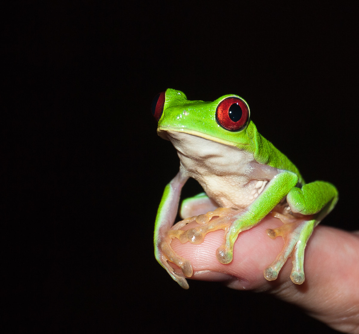 LUMIX G VARIO PZ 14-42/F3.5-5.6 sample photo. Frog (costa rica) photography