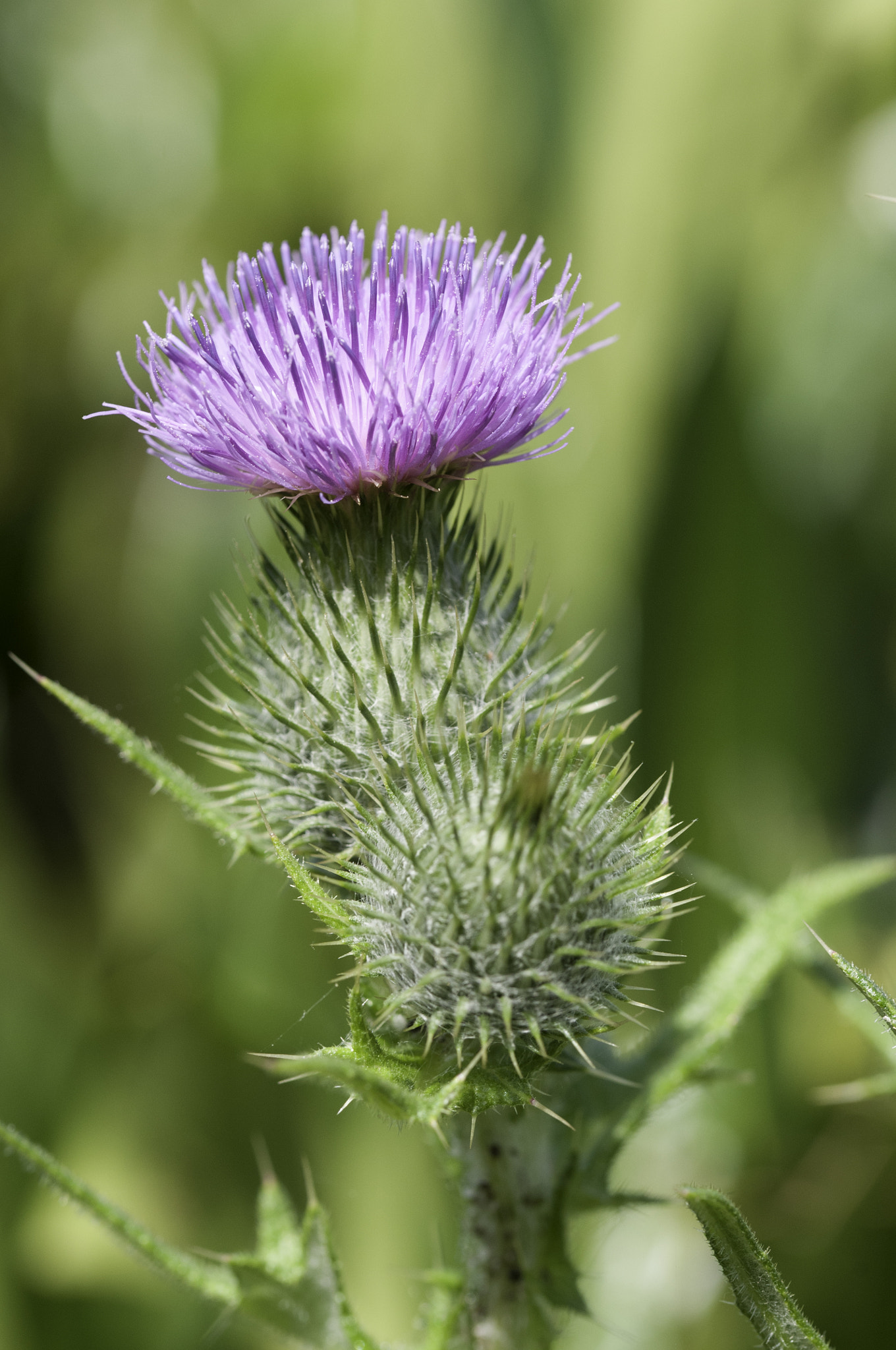 Sigma 105mm F2.8 EX DG OS HSM sample photo. Thistle photography