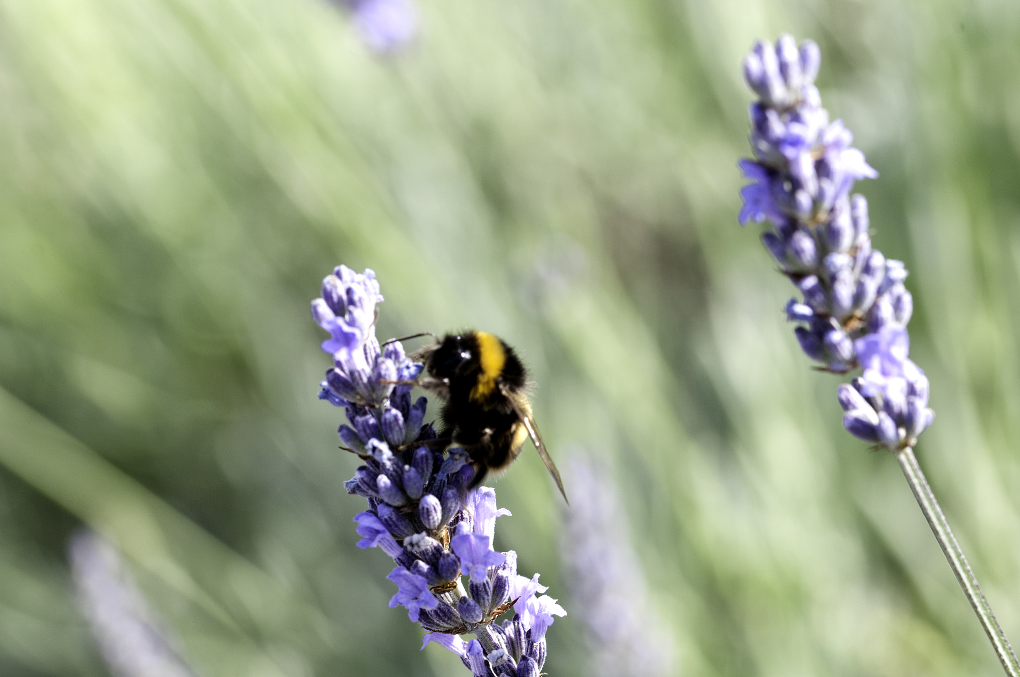 Nikon D300S sample photo. Bee on windy lavender photography