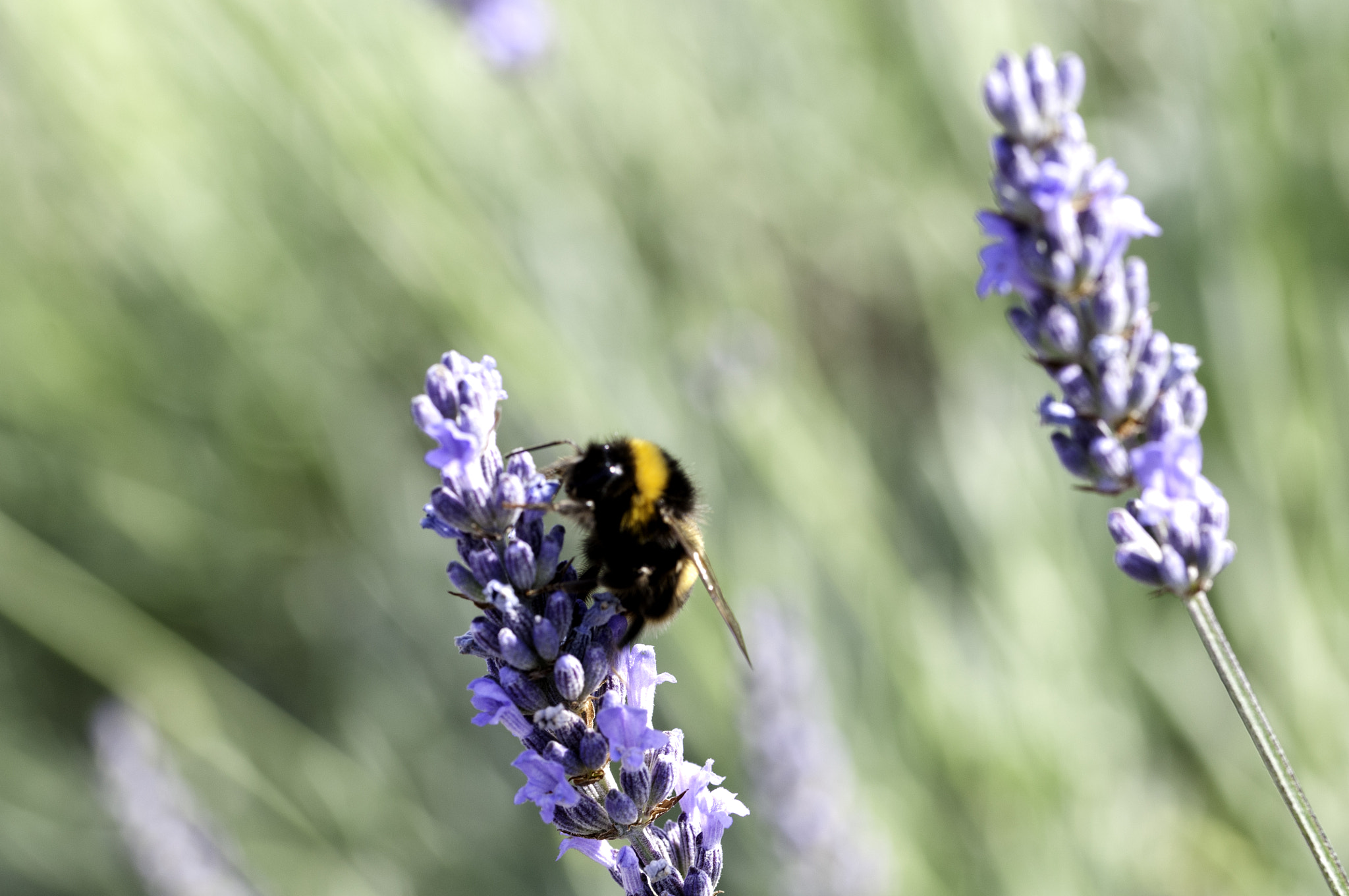 Sigma 105mm F2.8 EX DG OS HSM sample photo. Bee on windy lavender photography