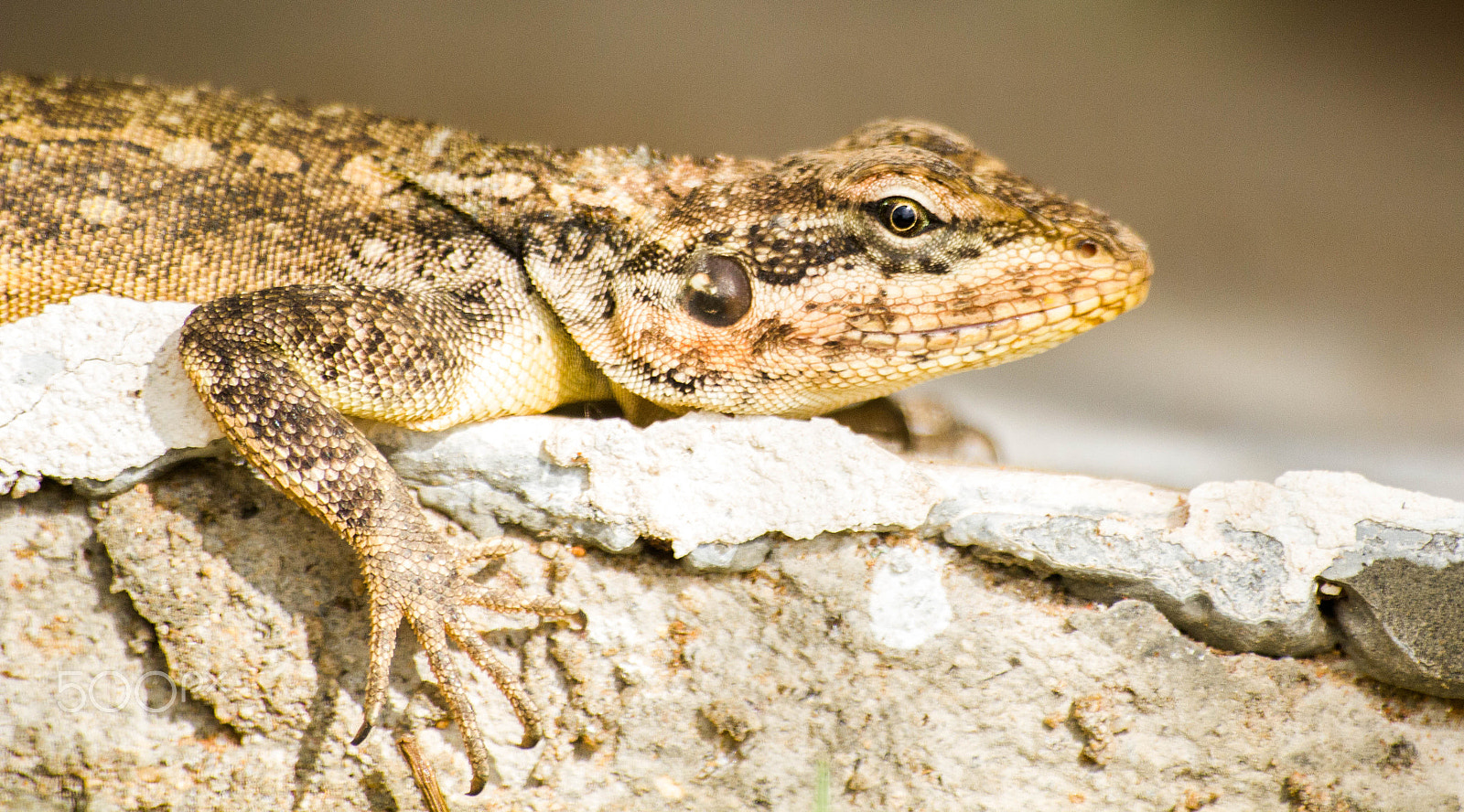 Sigma 70-300mm F4-5.6 APO DG Macro sample photo. Chameleon photography