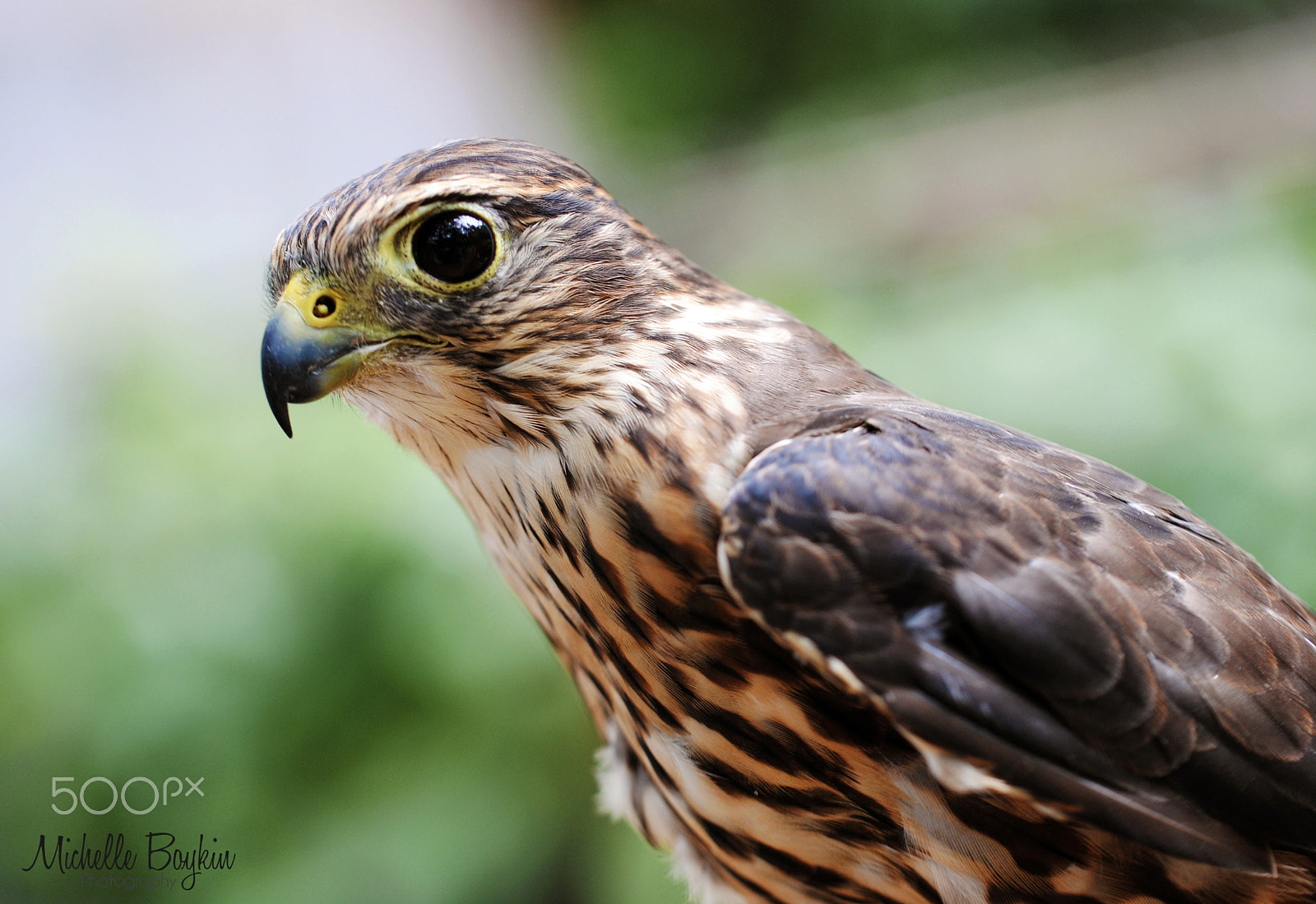 Nikon D3000 sample photo. Animal portrait photography