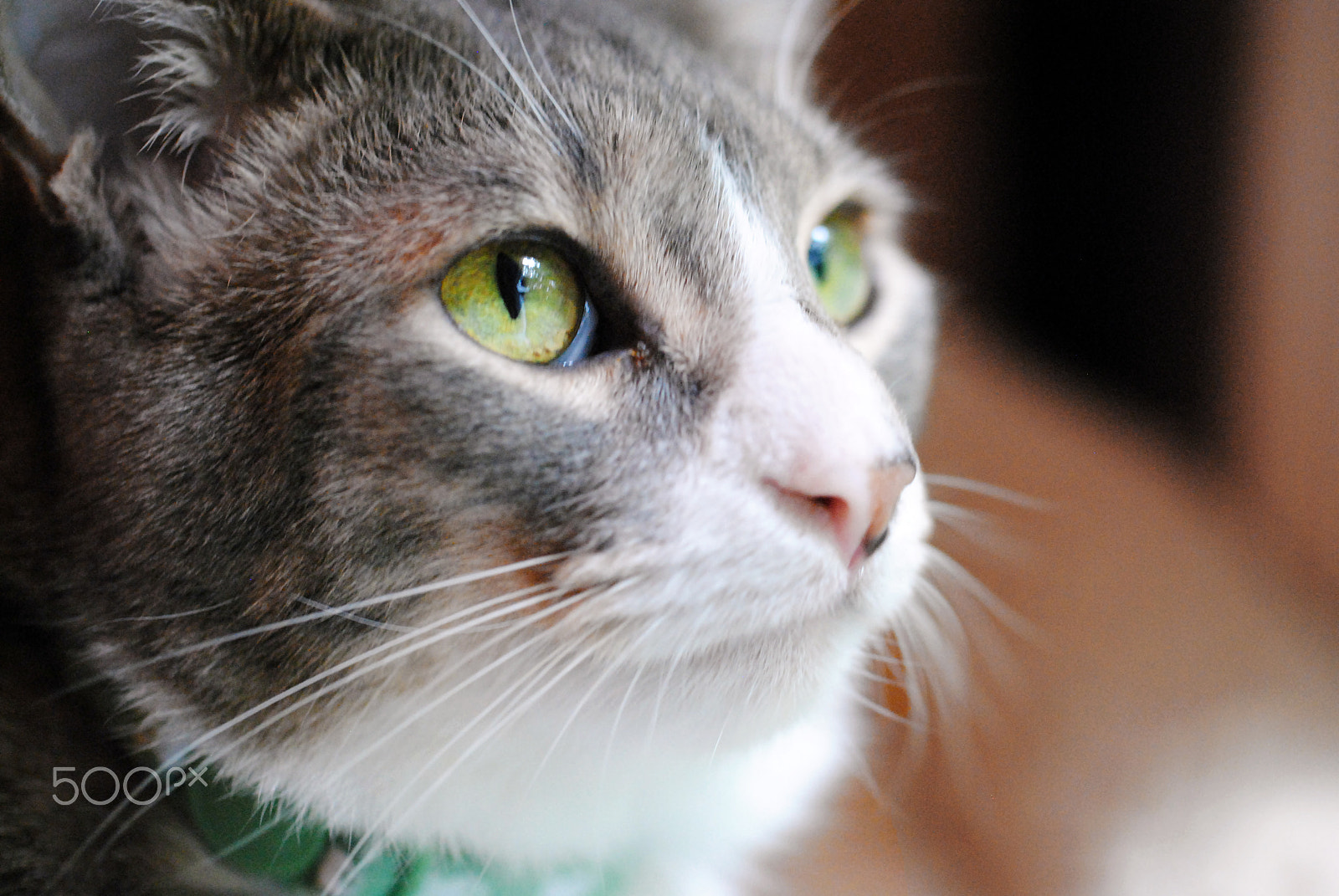 Nikon D3000 sample photo. Animal portrait photography
