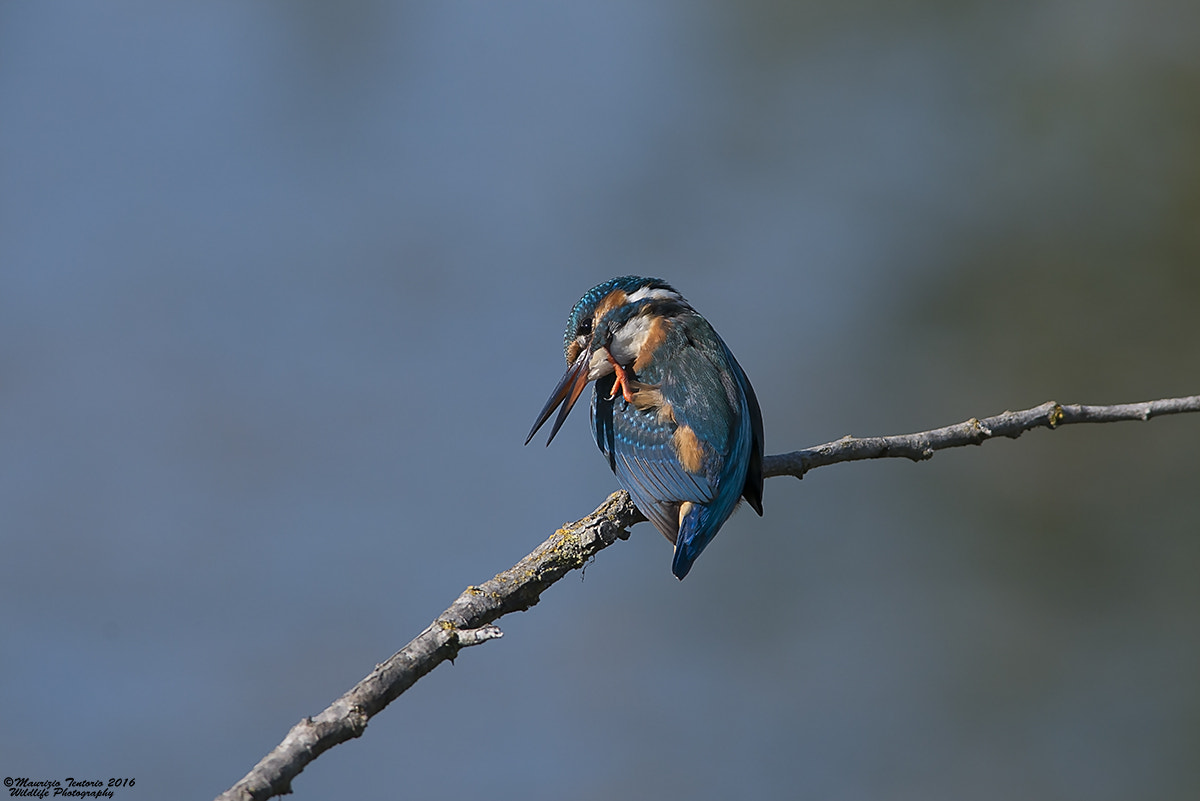 Nikon AF-S Nikkor 300mm F2.8G ED VR II sample photo. Martin pescatore (f) alcedo atthis photography