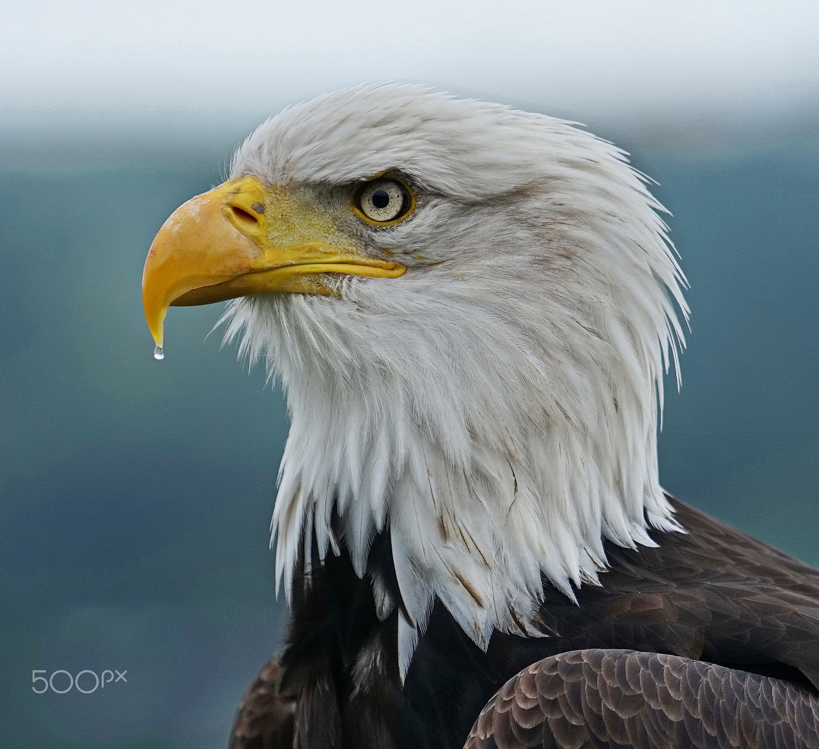 Sony a7 + Sony FE 70-200mm F4 G OSS sample photo. Eagle i photography