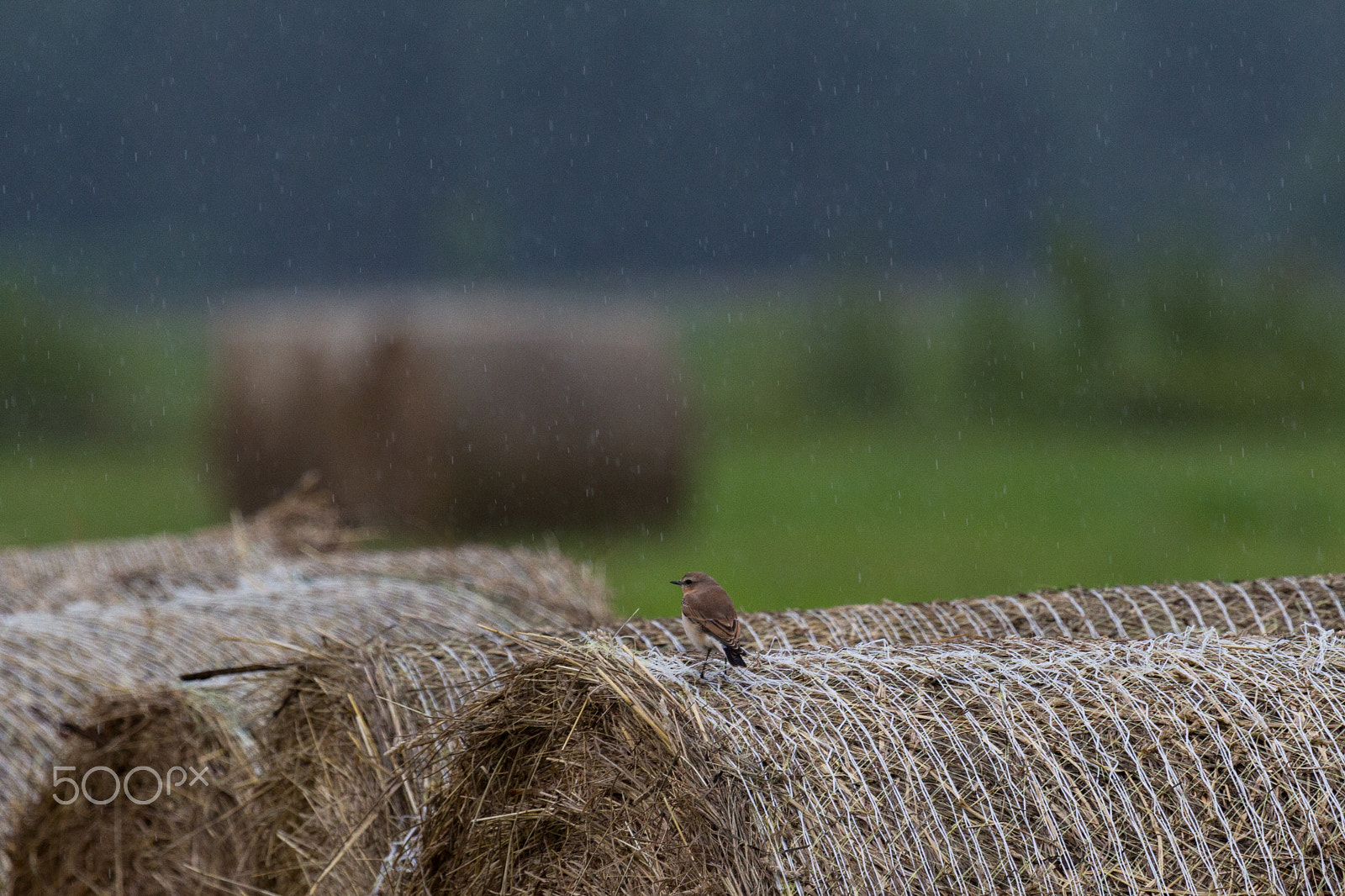 Canon EOS 7D + Canon EF 100-400mm F4.5-5.6L IS USM sample photo. Here comes the rain again photography