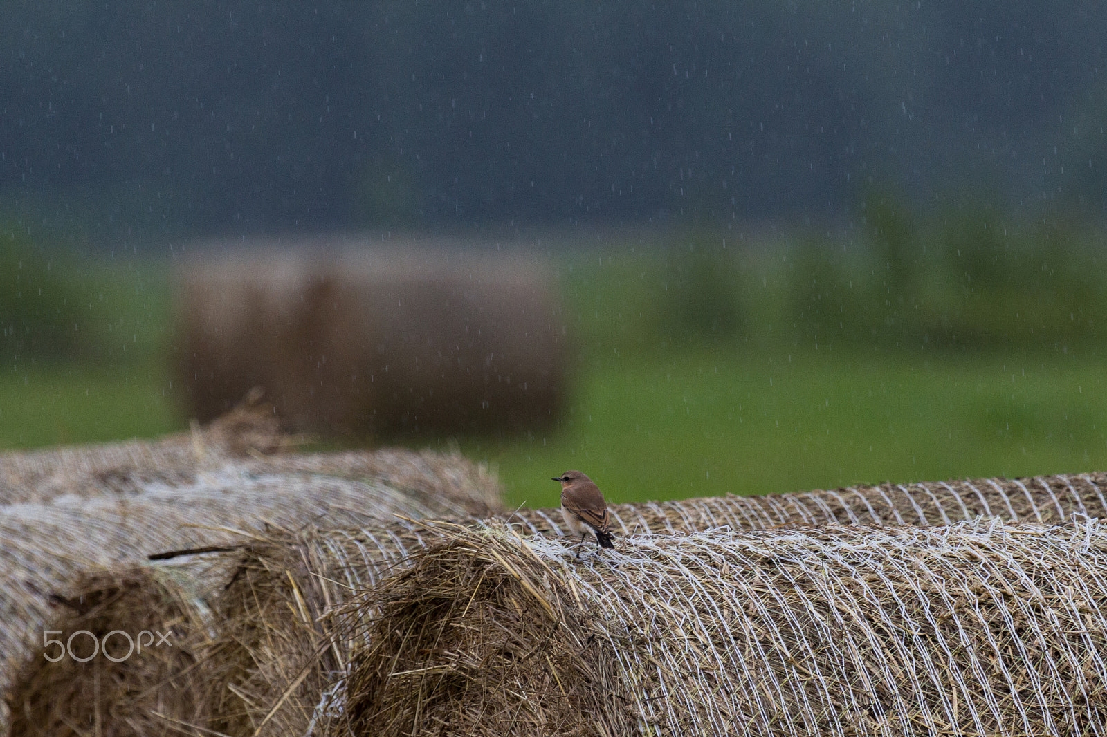Canon EF 100-400mm F4.5-5.6L IS USM sample photo. Here comes the rain again photography