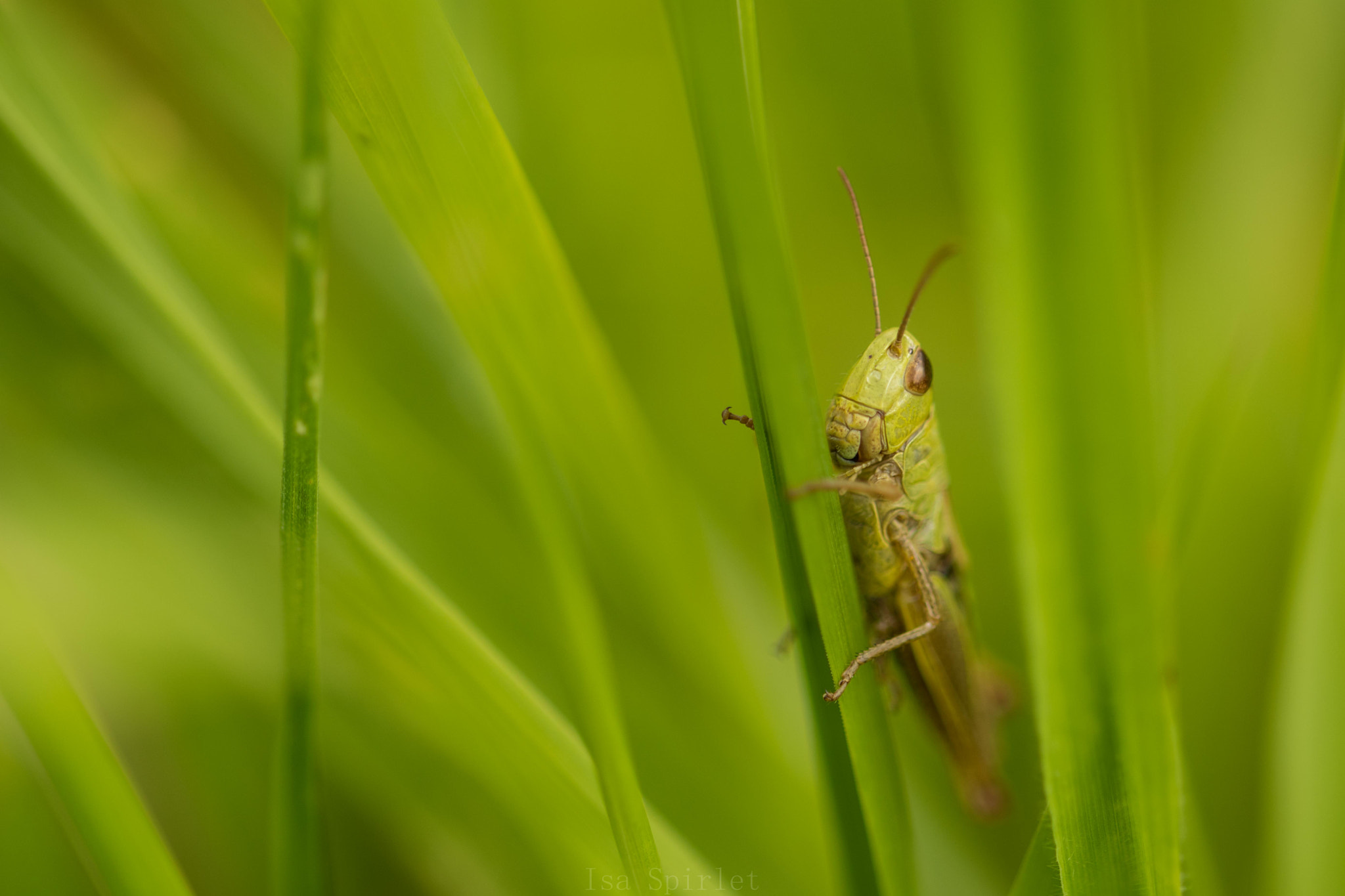 Sigma 105mm F2.8 EX DG OS HSM sample photo. Dsc_1341.jpg photography