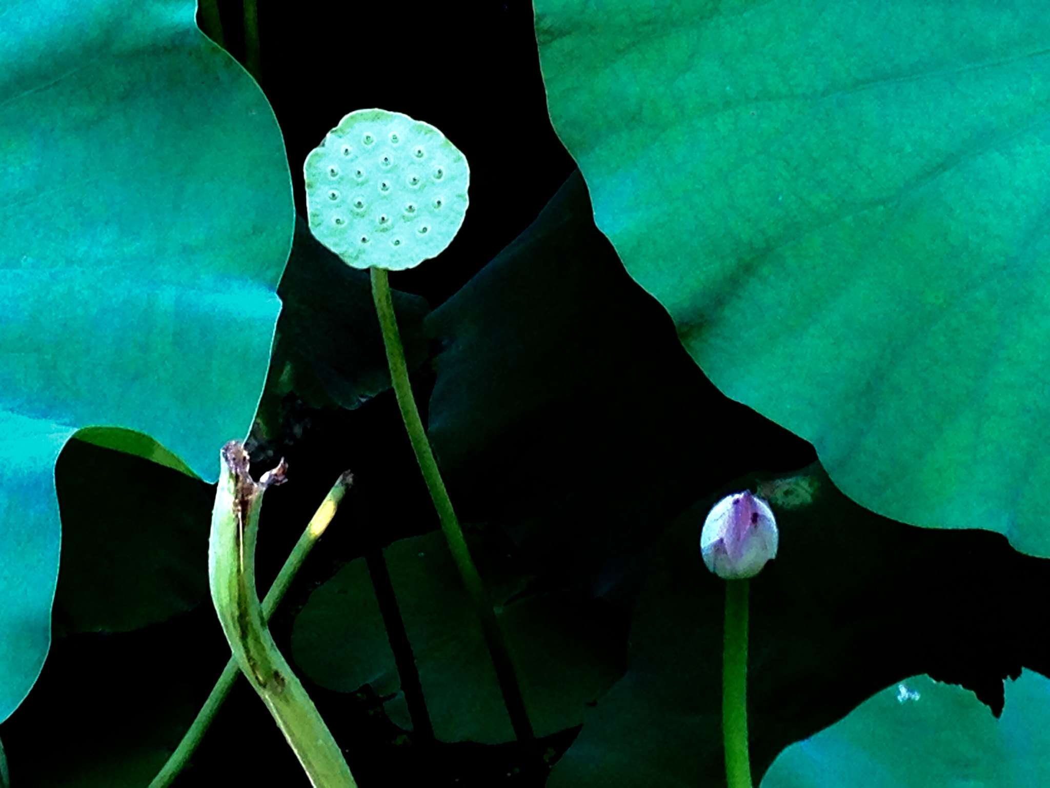 Apple iPhone5,2 sample photo. Lotus seedpod and bud 莲蓬和花苞 photography