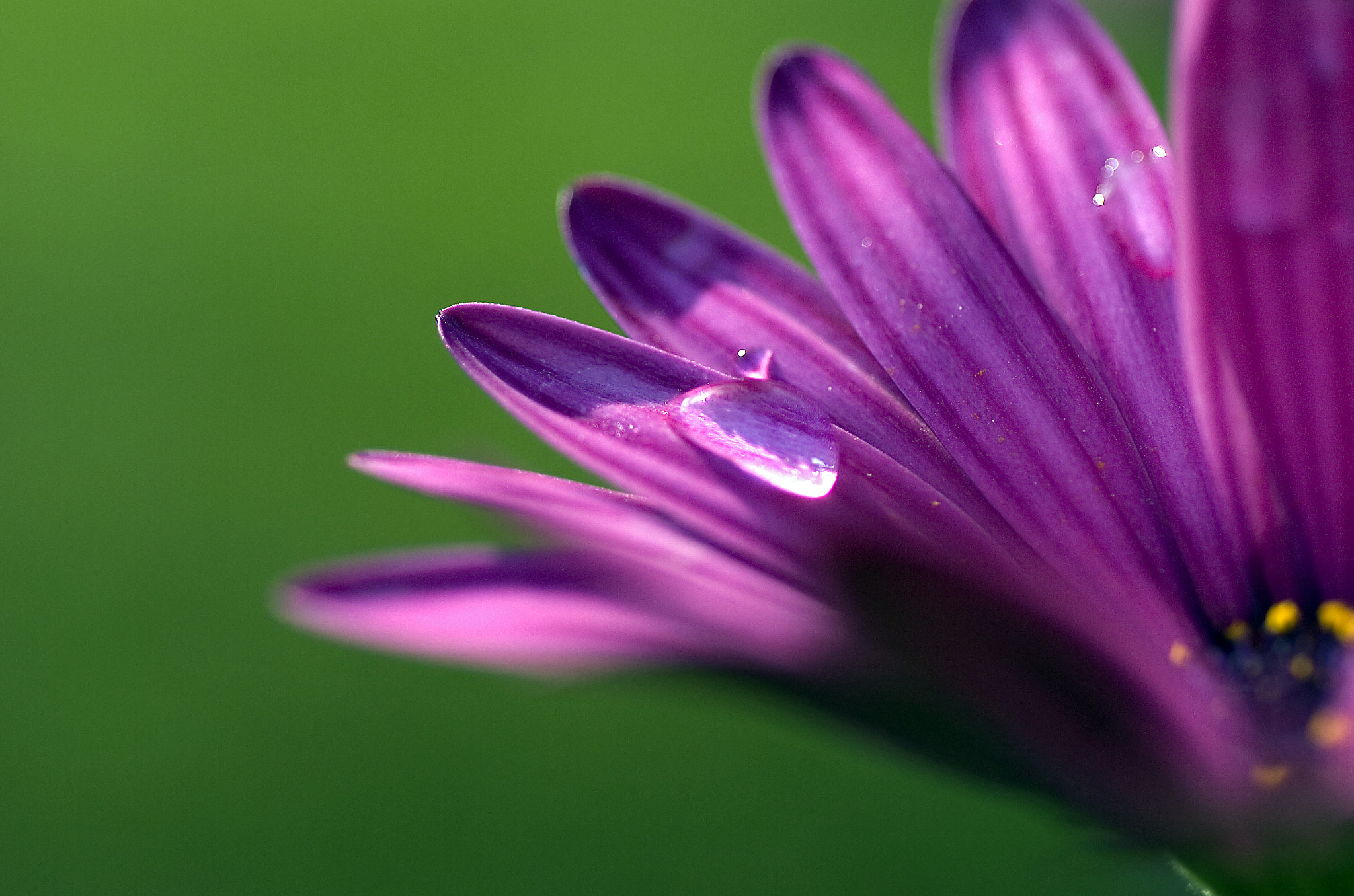 Nikon D2Hs sample photo. A droplet of rain on a petal photography