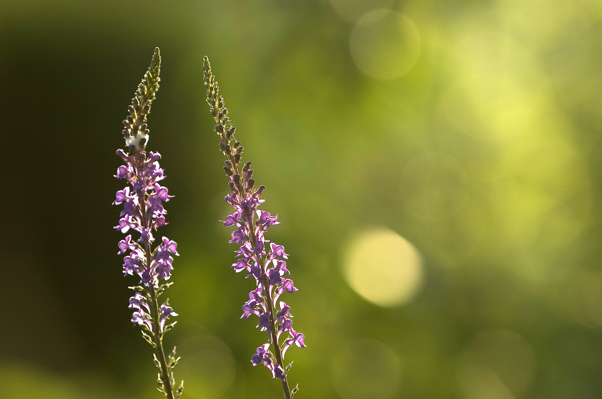 Nikon D2Hs sample photo. Foxgloves backlit by the later afternoon sun. photography