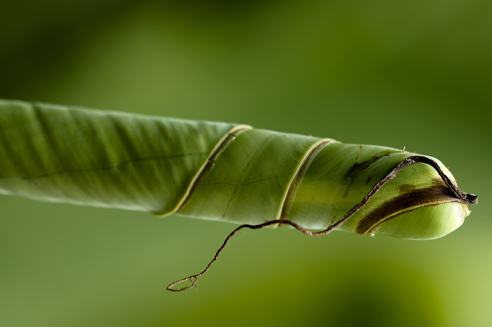 Sony NEX-VG20E sample photo. A strange resemblance .. just a banana leaf.. photography