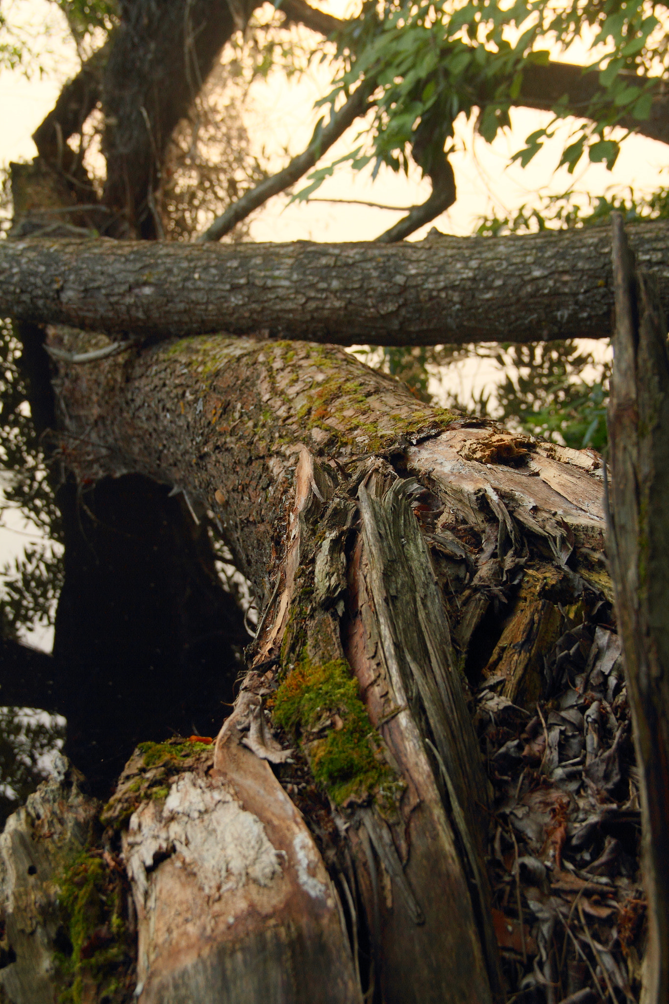 Canon EF-S 18-135mm F3.5-5.6 IS sample photo. Broken tree photography