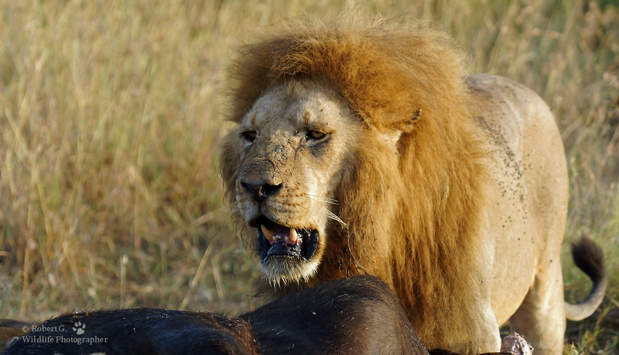 Sony SLT-A77 + Minolta/Sony AF 70-200mm F2.8 G sample photo. Serengeti lion photography