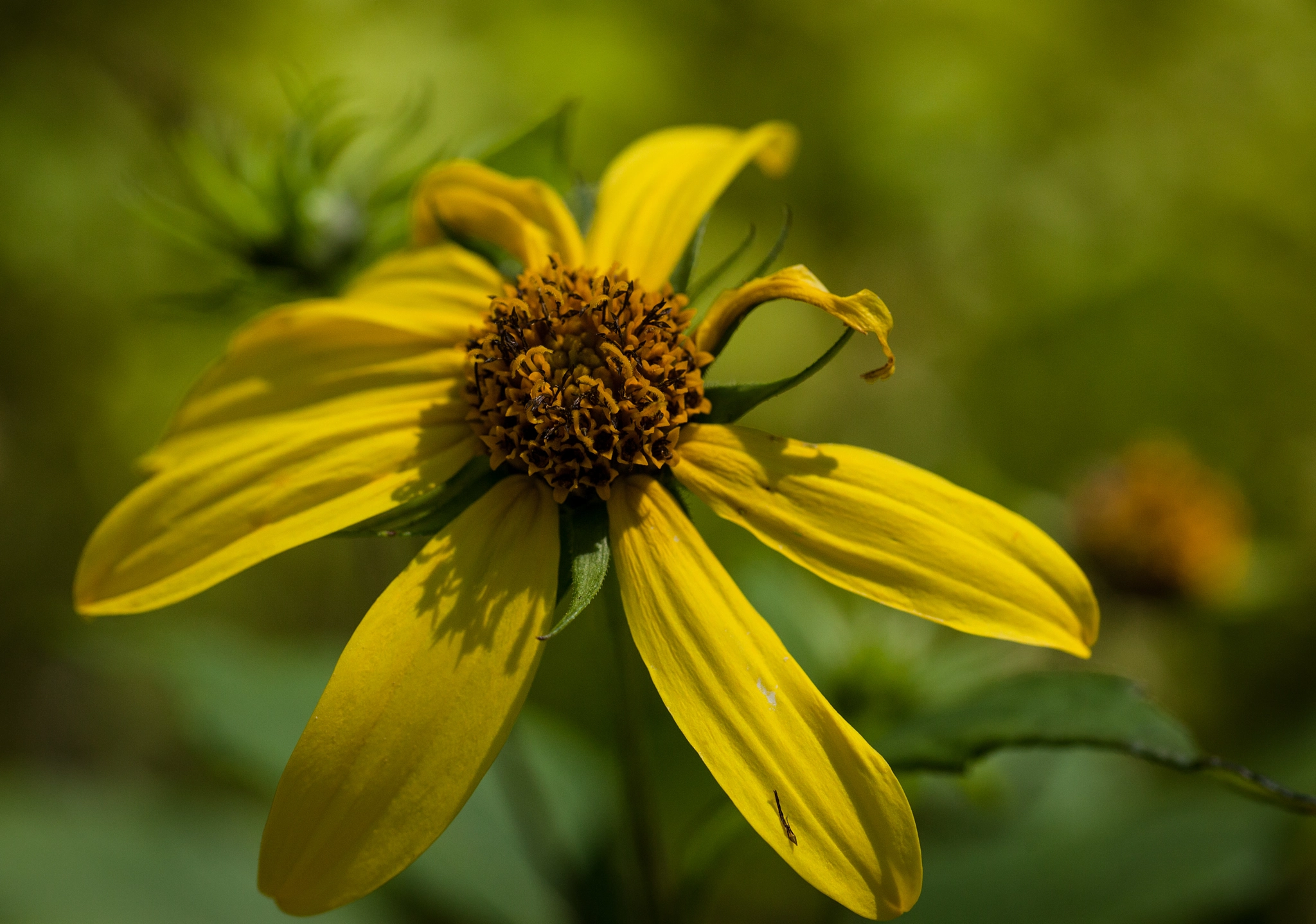 Canon EOS 5D Mark II + Sigma 70mm F2.8 EX DG Macro sample photo. Flower photography