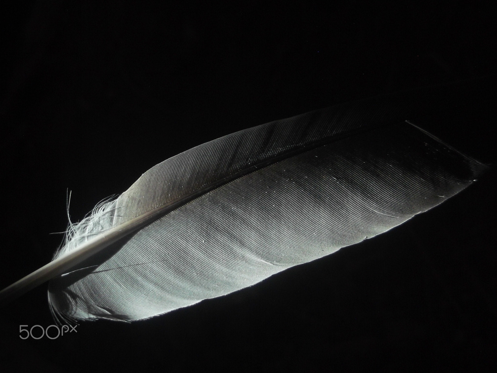 Fujifilm FinePix JV500 sample photo. Bird's feather photography