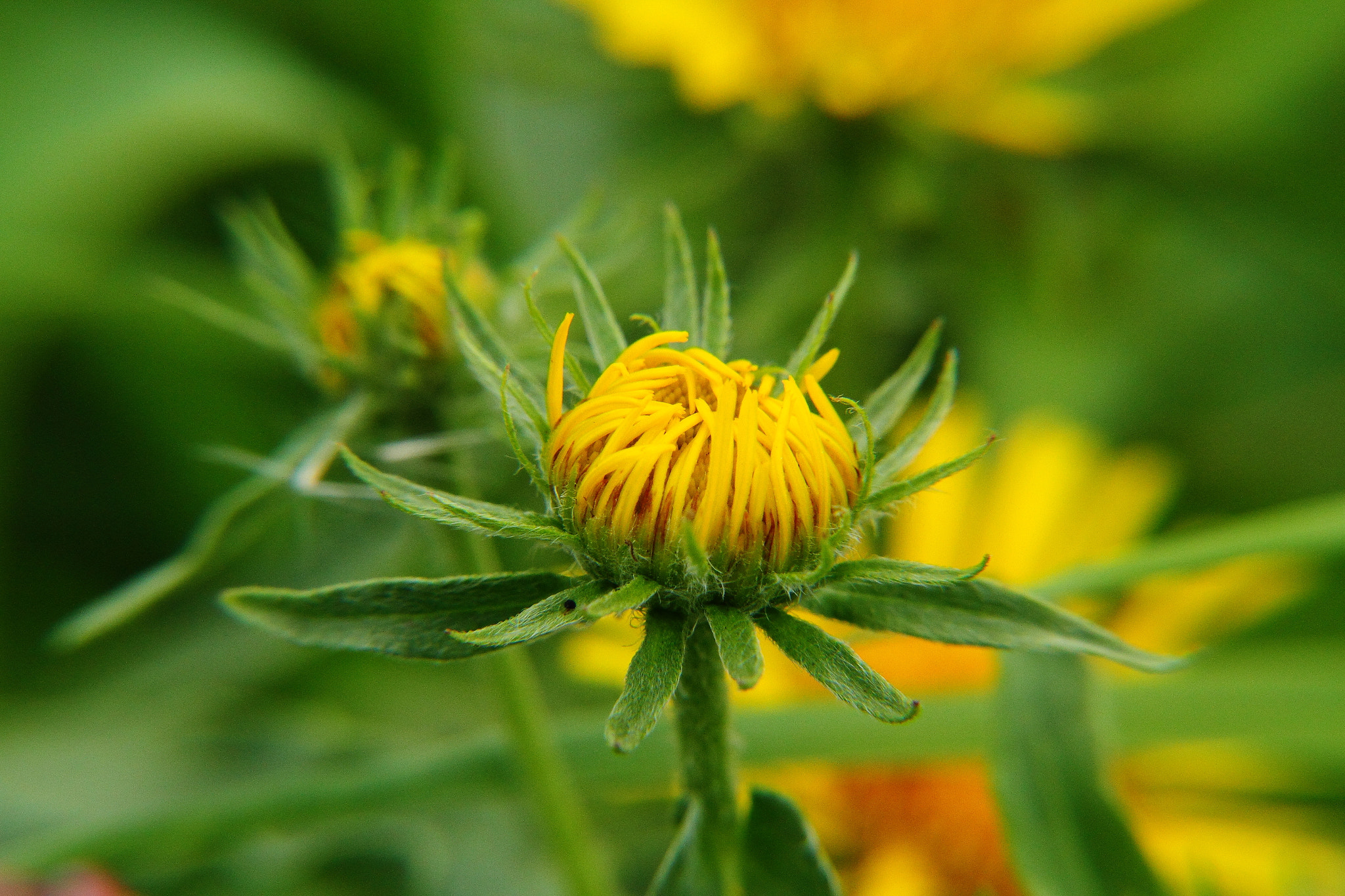 Canon EF-S 18-135mm F3.5-5.6 IS sample photo. Bud photography