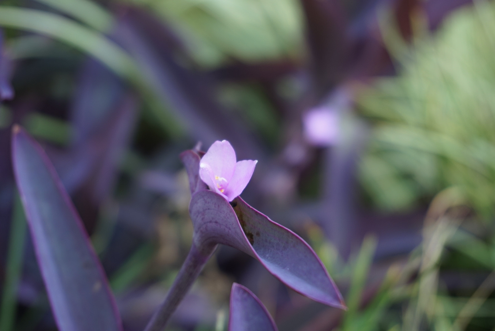 Sony Alpha QX1 sample photo
