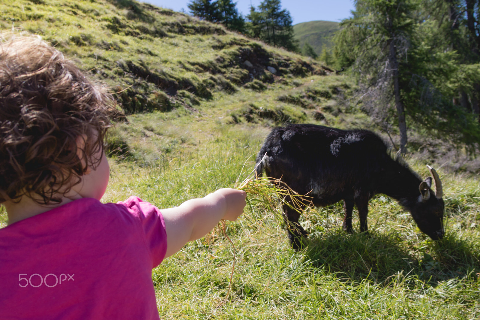 Canon EF 28-300mm F3.5-5.6L IS USM sample photo. Heidi feeding the goats photography