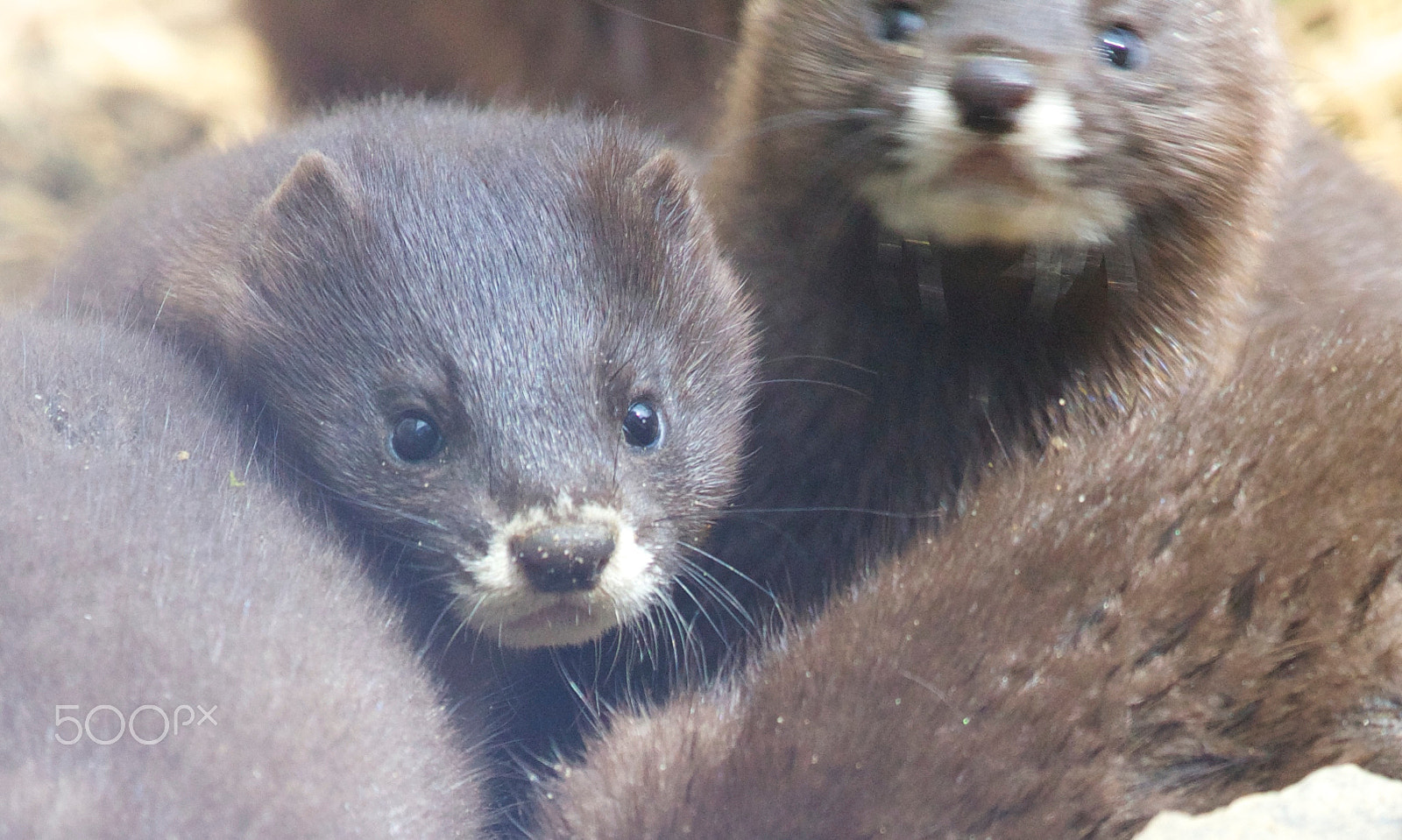 Canon EOS 600D (Rebel EOS T3i / EOS Kiss X5) + Canon EF 70-200mm F4L IS USM sample photo. Otter./ferret. photography