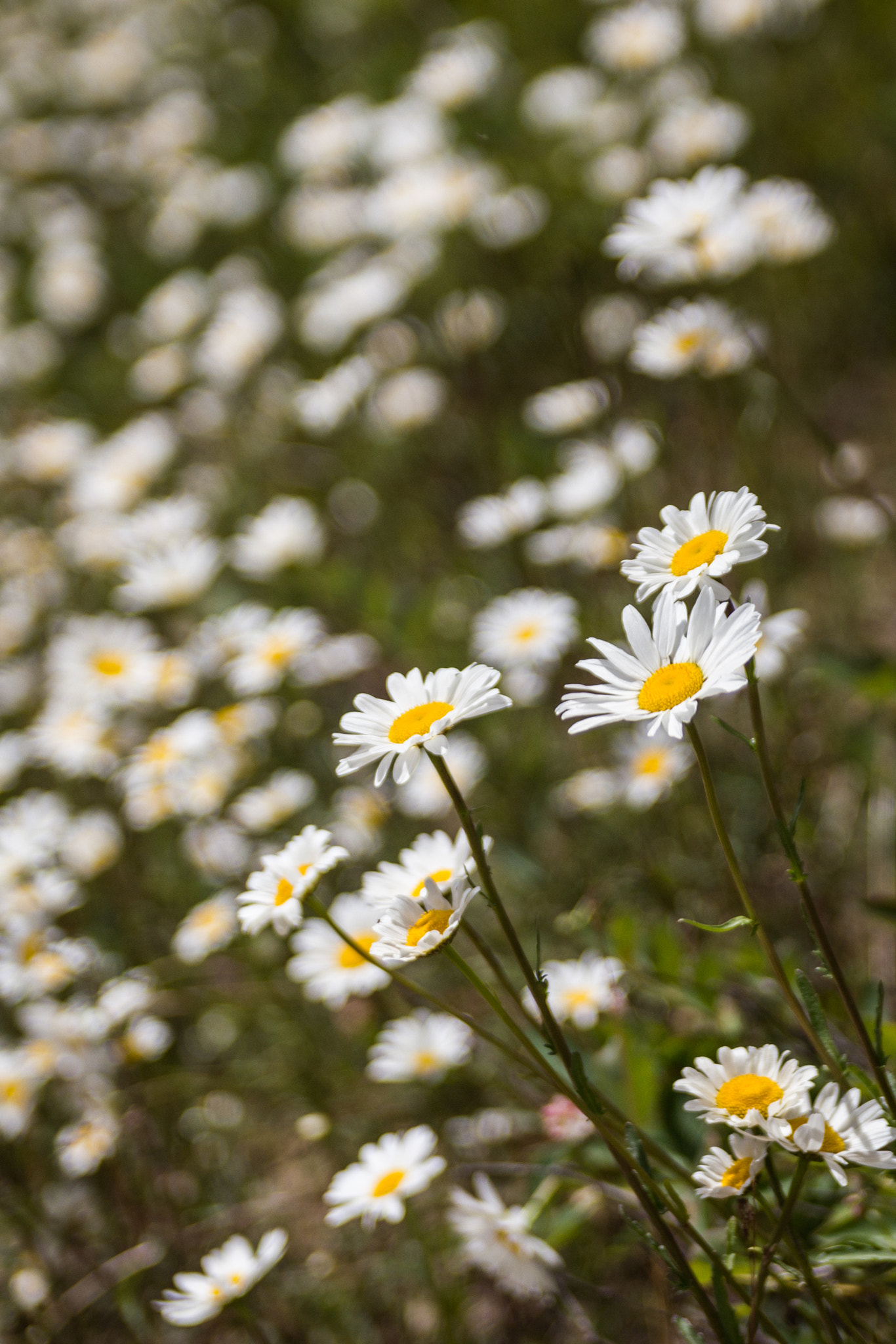 Canon EOS 550D (EOS Rebel T2i / EOS Kiss X4) + Sigma 18-50mm f/2.8 Macro sample photo. Daisy flowers photography