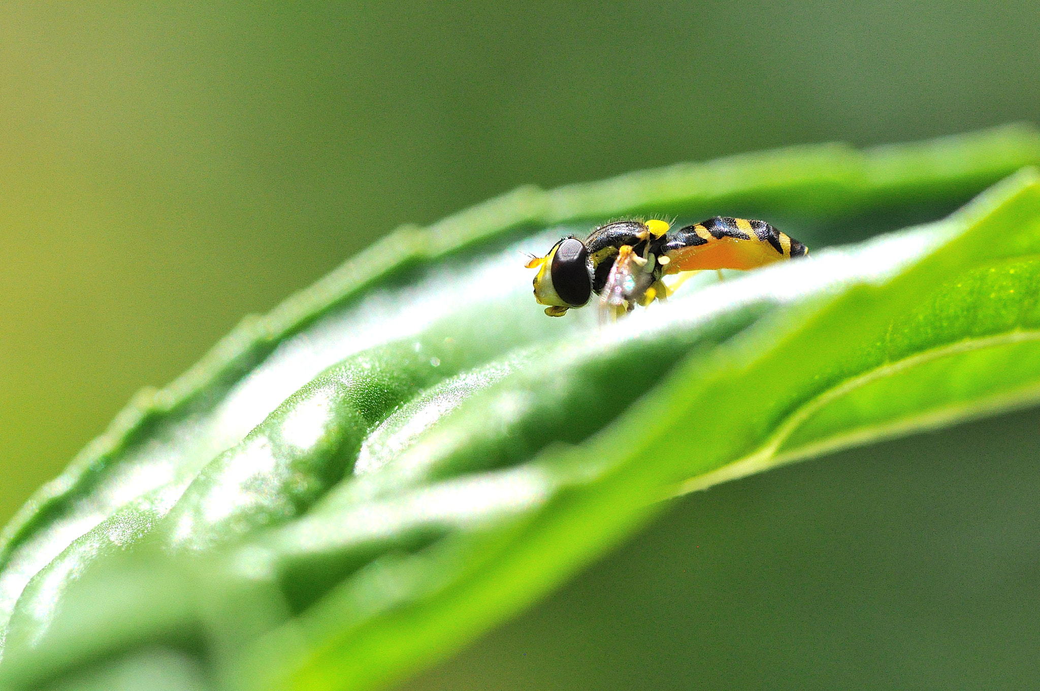 Sigma 105mm F2.8 EX DG Macro sample photo. Micro bee photography