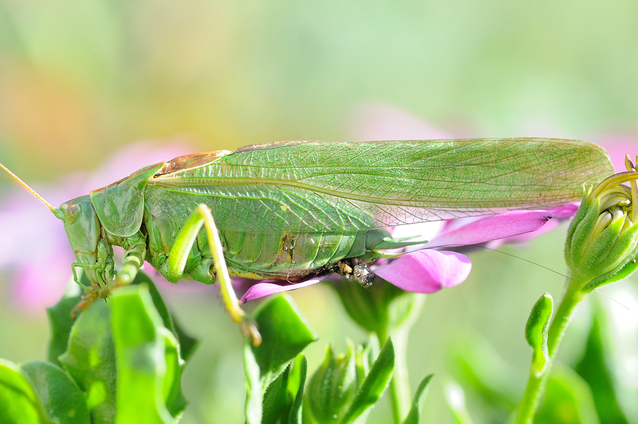 Sigma 105mm F2.8 EX DG Macro sample photo. Greenhopper photography