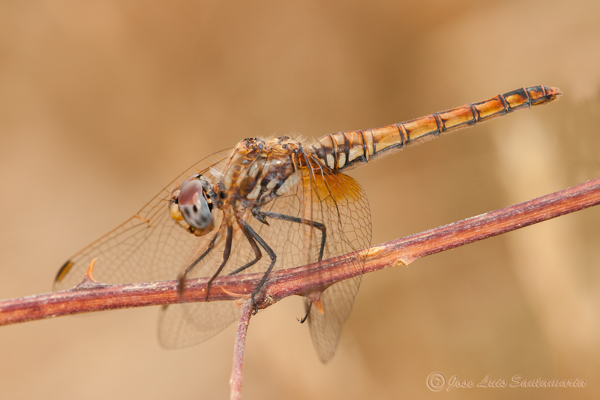 Nikon D300S + Sigma 150mm F2.8 EX DG Macro HSM sample photo. Trithemis annulata photography