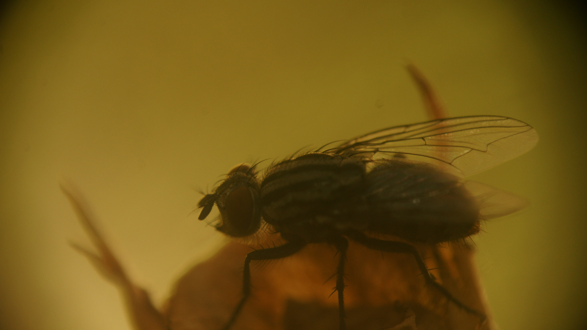 Sony Alpha DSLR-A700 + Sigma 70-300mm F4-5.6 DL Macro sample photo. The beauty of the beast photography