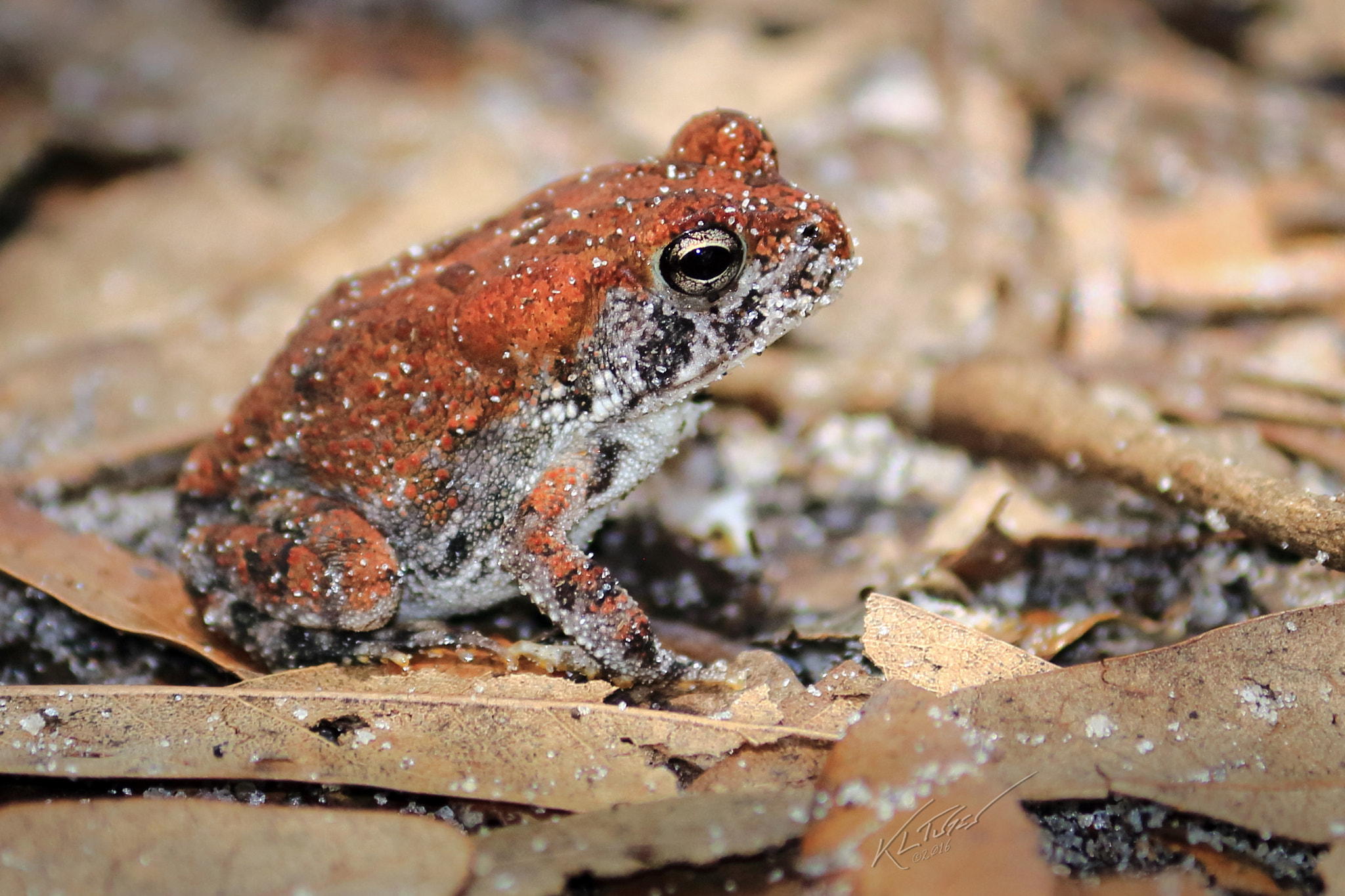 Canon EOS 100D (EOS Rebel SL1 / EOS Kiss X7) sample photo. Florida toad photography