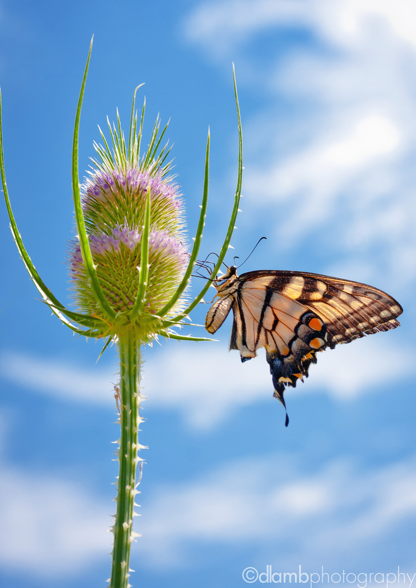 Canon EF-S 60mm F2.8 Macro USM sample photo. Weary wings photography