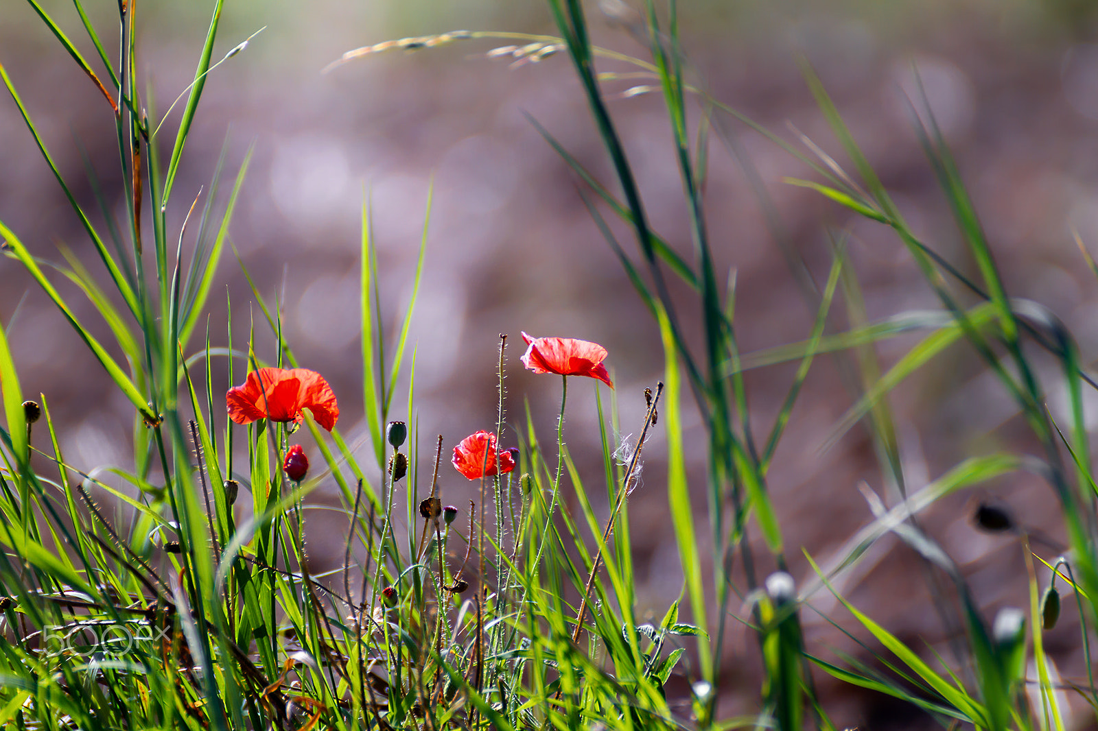 Tamron SP 35mm F1.8 Di VC USD sample photo. Talk about the nature photography