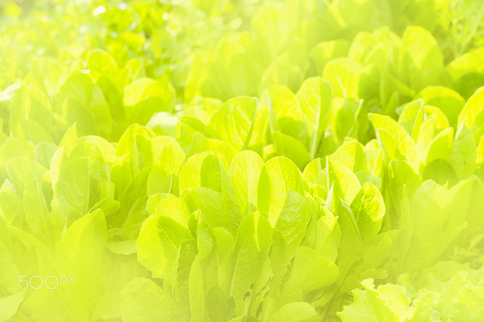 Canon EOS-1D Mark IV + Canon EF 100mm F2.8L Macro IS USM sample photo. Lettuce on a ridge in the sun. bright green image, full of light photography