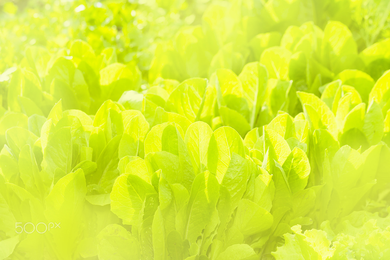 Canon EF 100mm F2.8L Macro IS USM sample photo. Lettuce on a ridge in the sun. bright green image, full of light photography