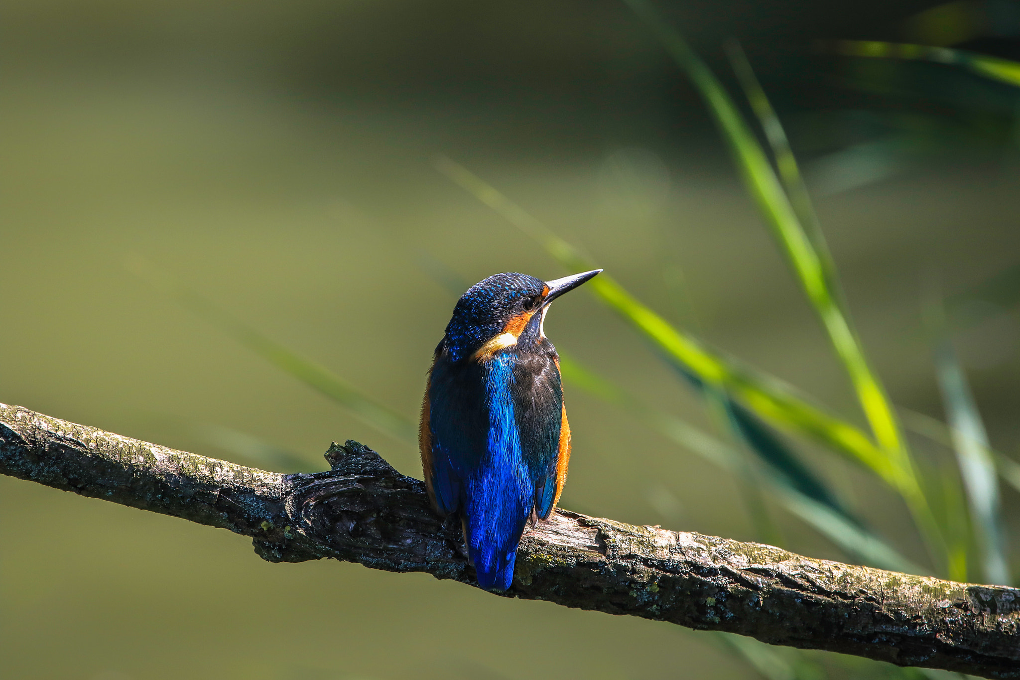 Canon EF 100-400mm F4.5-5.6L IS USM sample photo. Kingfisher photography