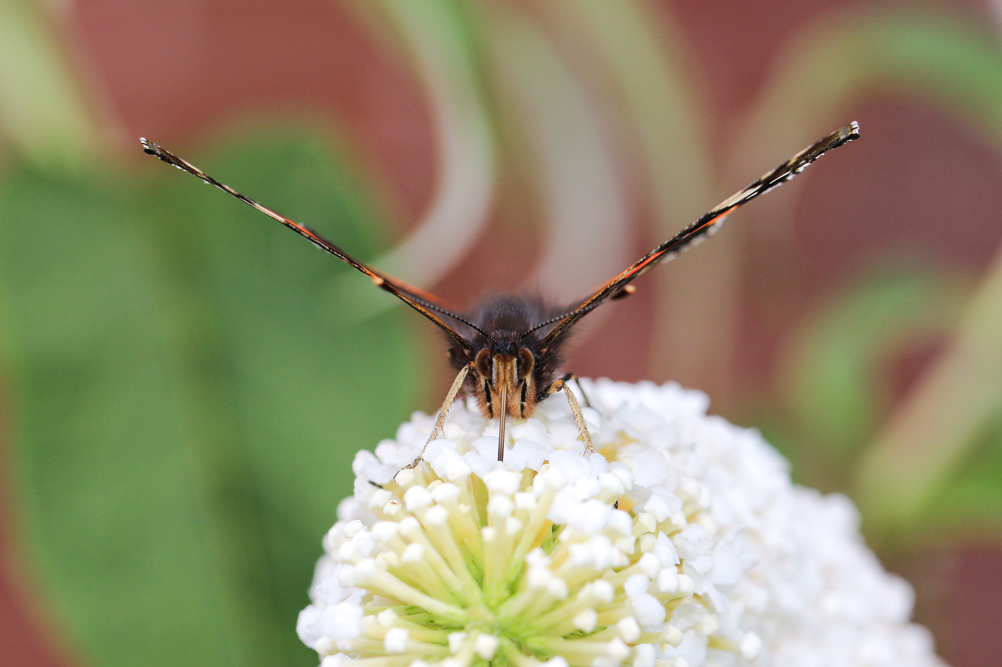 Canon EOS 700D (EOS Rebel T5i / EOS Kiss X7i) + Canon EF 100mm F2.8L Macro IS USM sample photo. Schmetterling, butterfly photography