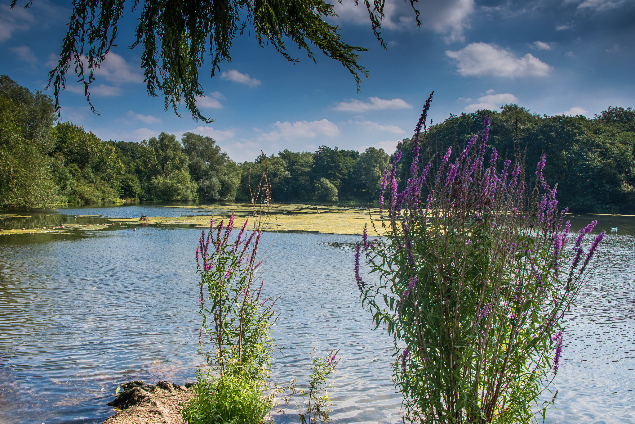 Nikon D500 sample photo. A summers day in swindon photography