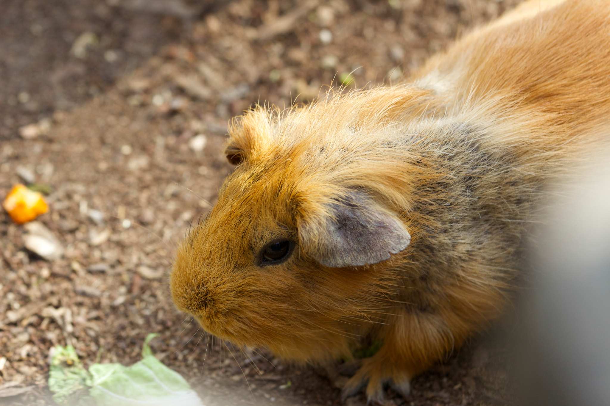 Canon EOS 600D (Rebel EOS T3i / EOS Kiss X5) + Canon EF 70-200mm F4L IS USM sample photo. Guinea pig. photography