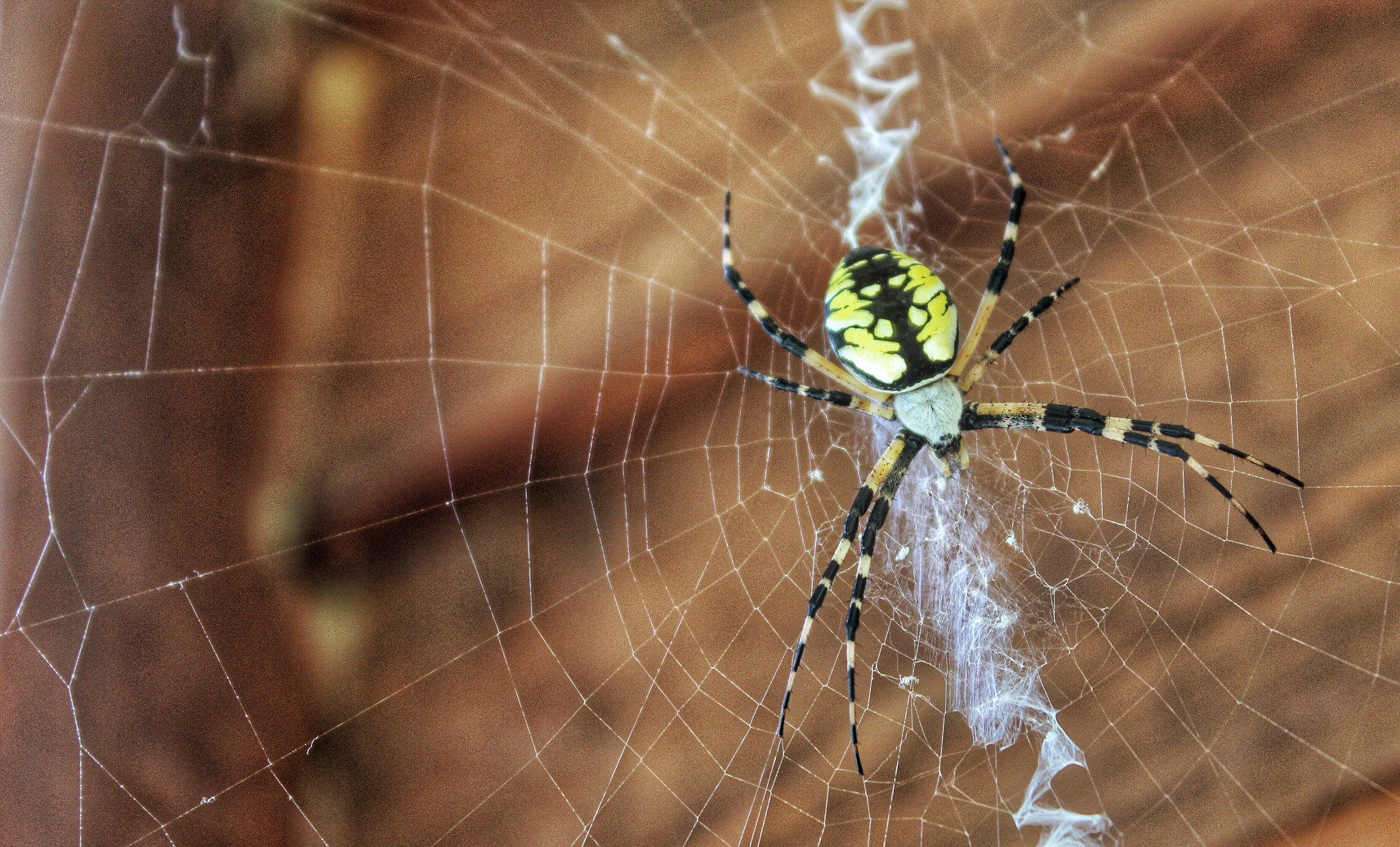 Canon EF-S 18-55mm F3.5-5.6 IS II sample photo. Spiderman photography