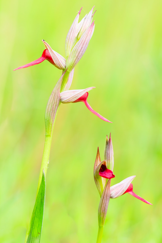 Canon EOS 60D + Sigma APO Macro 150mm f/2.8 EX DG HSM sample photo. Orquideas - orchids photography