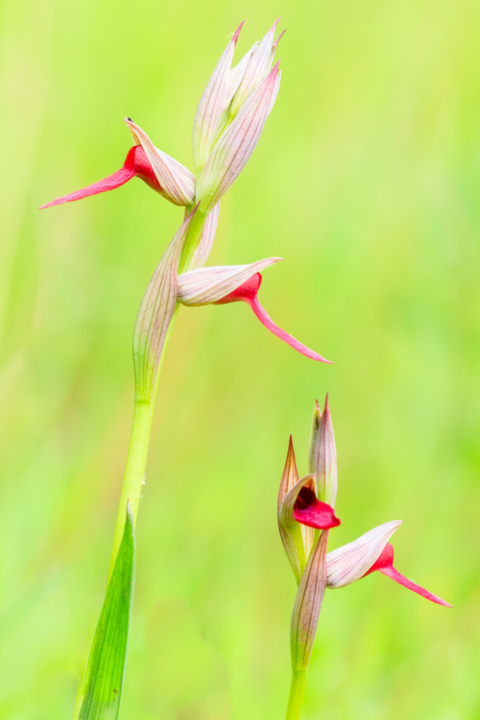 Sigma APO Macro 150mm f/2.8 EX DG HSM sample photo. Orquideas - orchids photography
