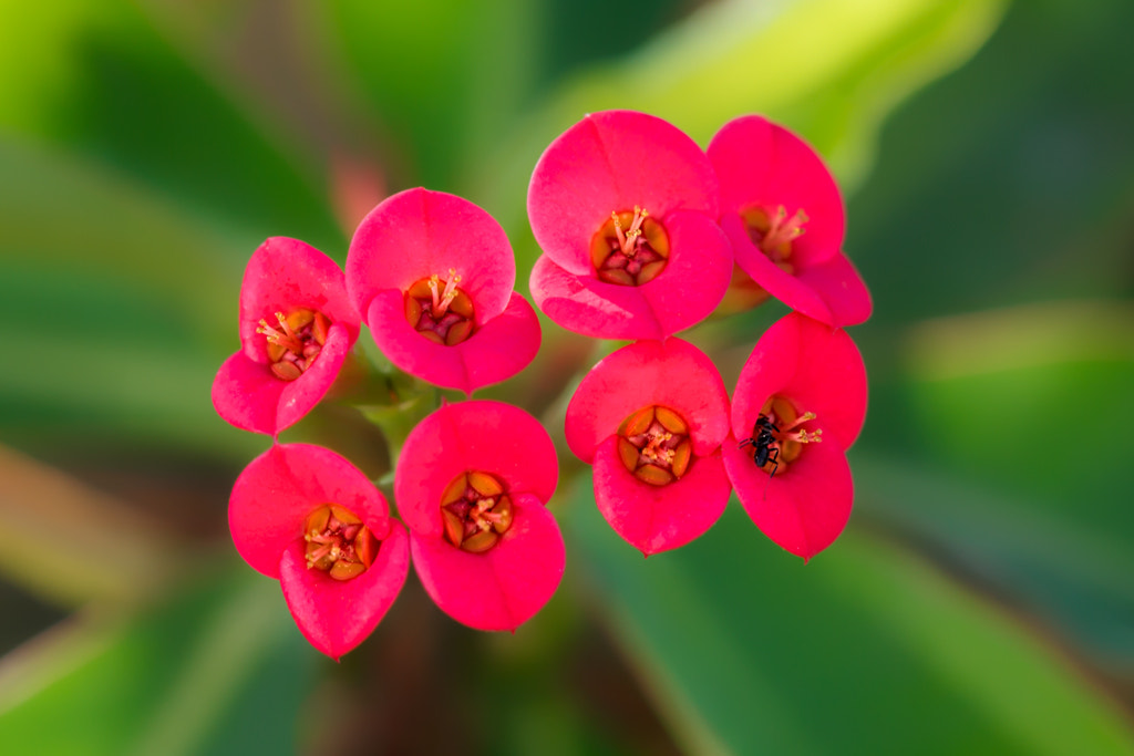 Sigma APO Macro 150mm f/2.8 EX DG HSM sample photo. Grupo de flores - group of flowers photography