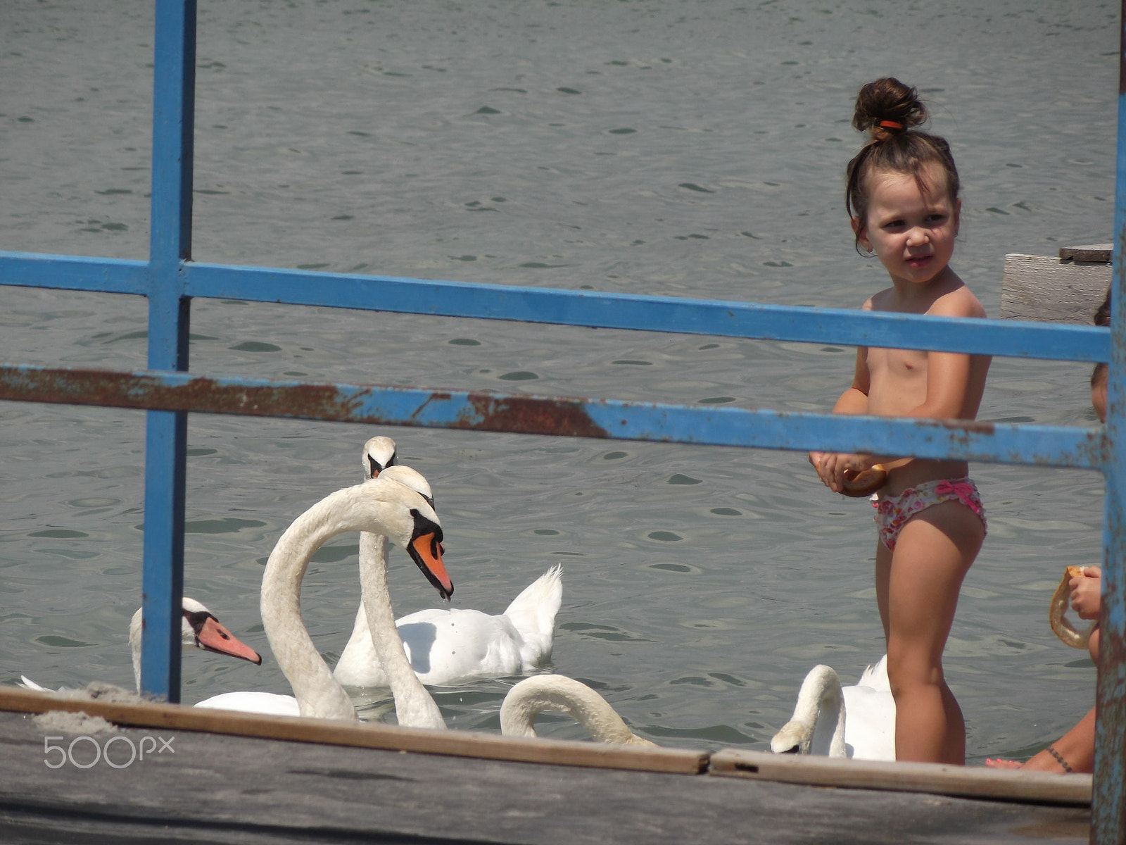 Fujifilm FinePix T310 sample photo. Girl and swans photography