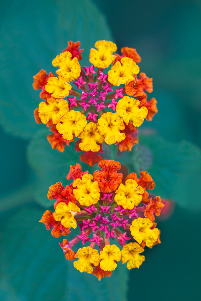Sigma APO Macro 150mm f/2.8 EX DG HSM sample photo. Grupo de flores - group of flowers photography