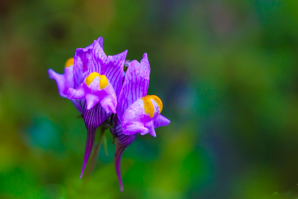 Sigma APO Macro 150mm f/2.8 EX DG HSM sample photo. Dos flores- two flowers photography