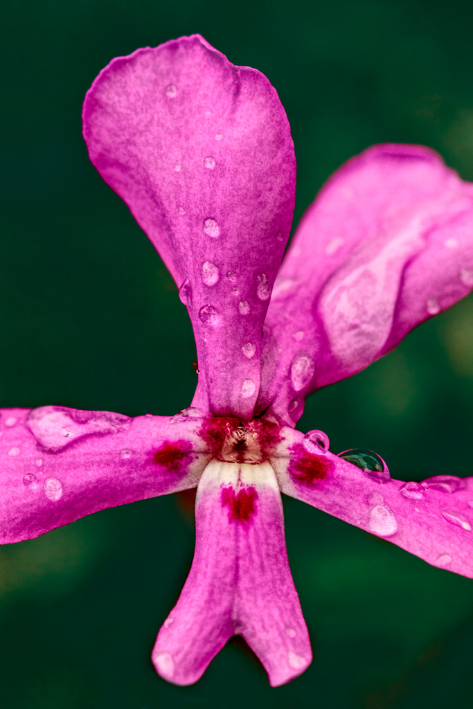Sigma APO Macro 150mm f/2.8 EX DG HSM sample photo