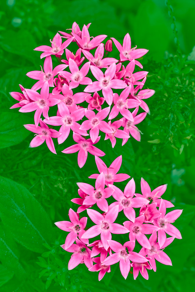 Sigma APO Macro 150mm f/2.8 EX DG HSM sample photo. Flores sobre fondo verde - flowers on green backgr photography