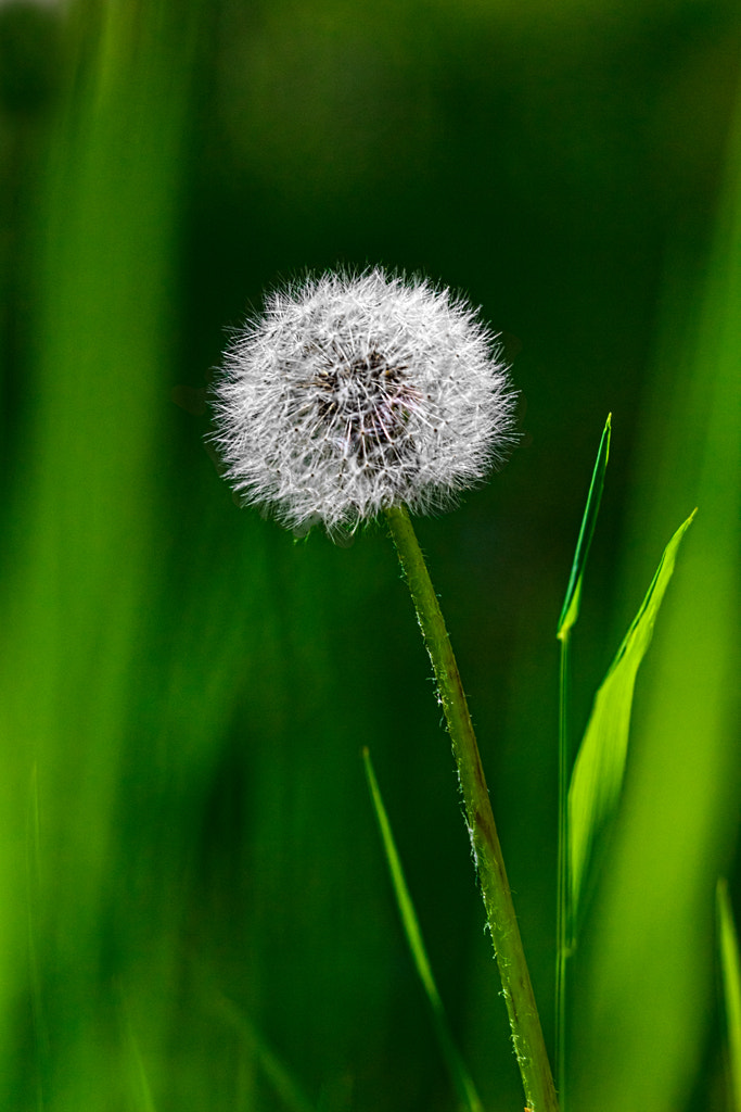 Sigma APO Macro 150mm f/2.8 EX DG HSM sample photo. Diente de león - dandelion photography