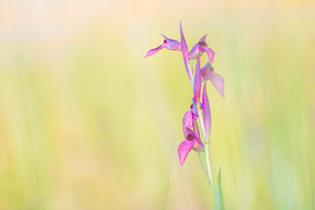 Sigma APO Macro 150mm f/2.8 EX DG HSM sample photo. Orquideas lingua - orchids lingua photography