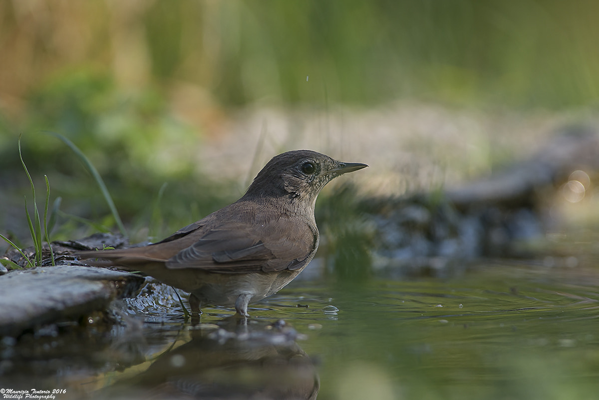 Nikon AF-S Nikkor 300mm F2.8G ED VR II sample photo. Usignolo luscinia megarhynchos photography